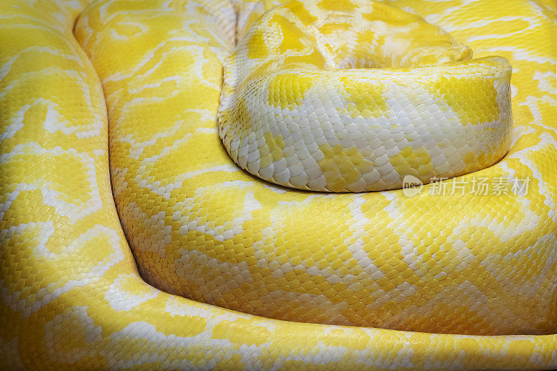 白化缅甸蟒蛇鳞片(Python bivittatus) -纹理